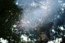 zoo legende roi singe 012 * 4272 x 2848 * (5.09MB)